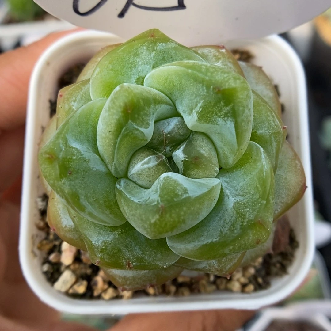 透心珍妮可拍615号。