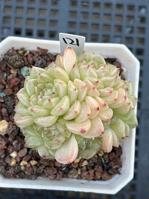 121号麦秆群生多肉