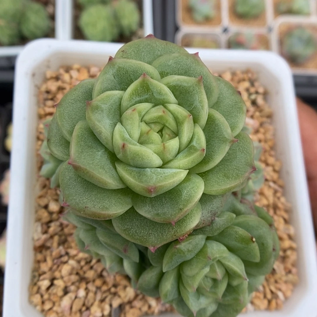 手捧珍妮群生可拍62号