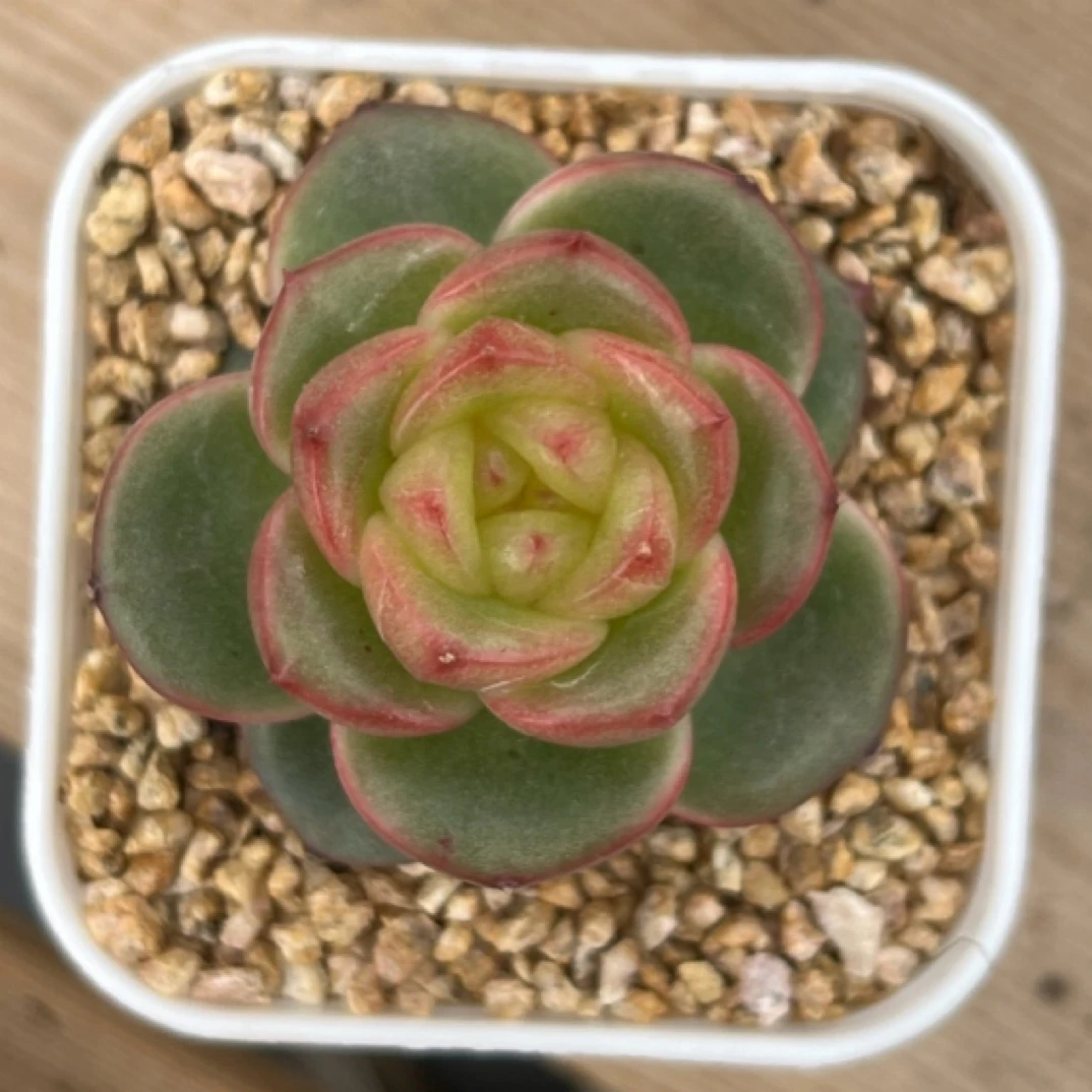 玉芷珍妮多肉39号