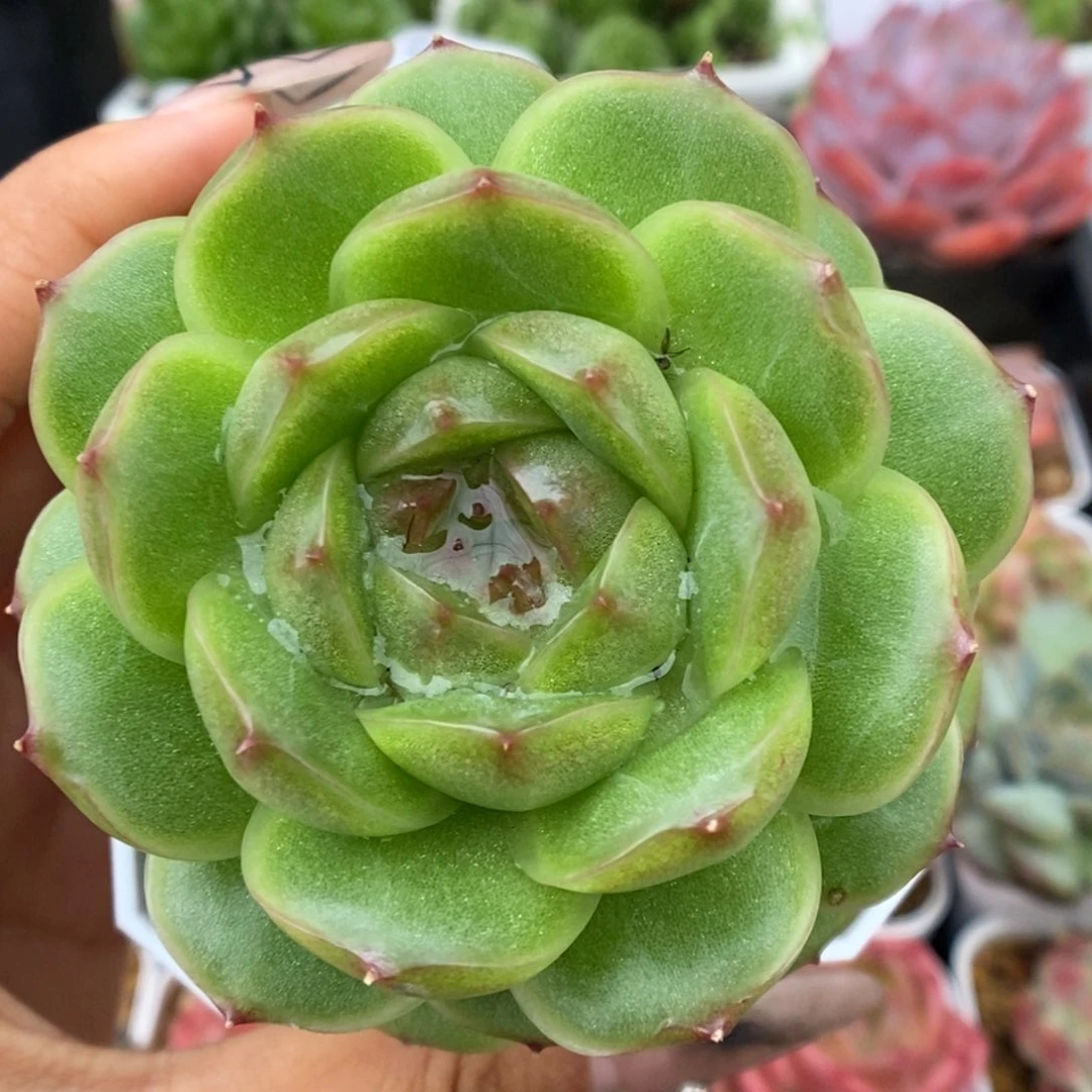 菠萝蜜麦秆可拍。