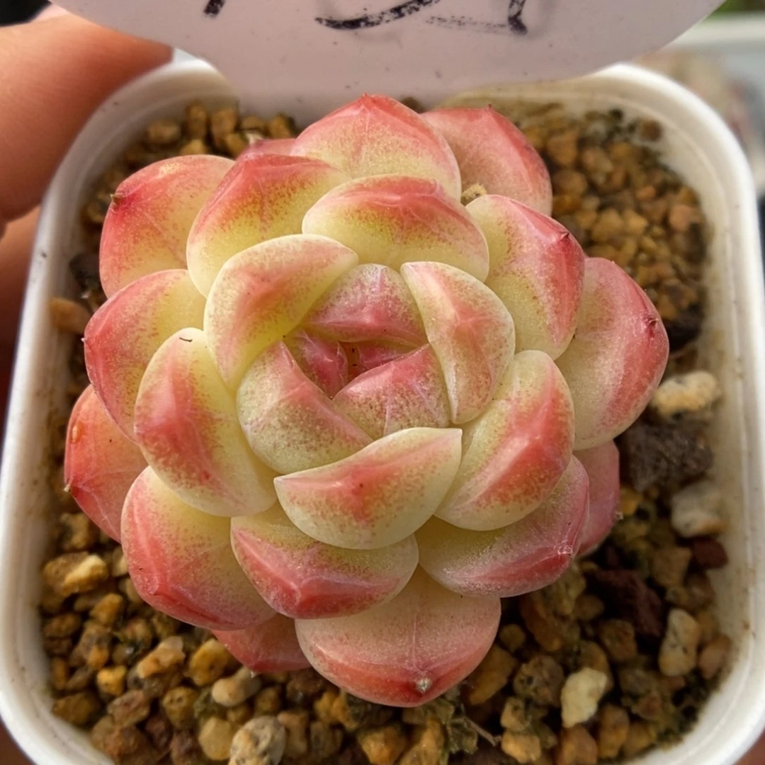 糖心珍妮可拍9535号。