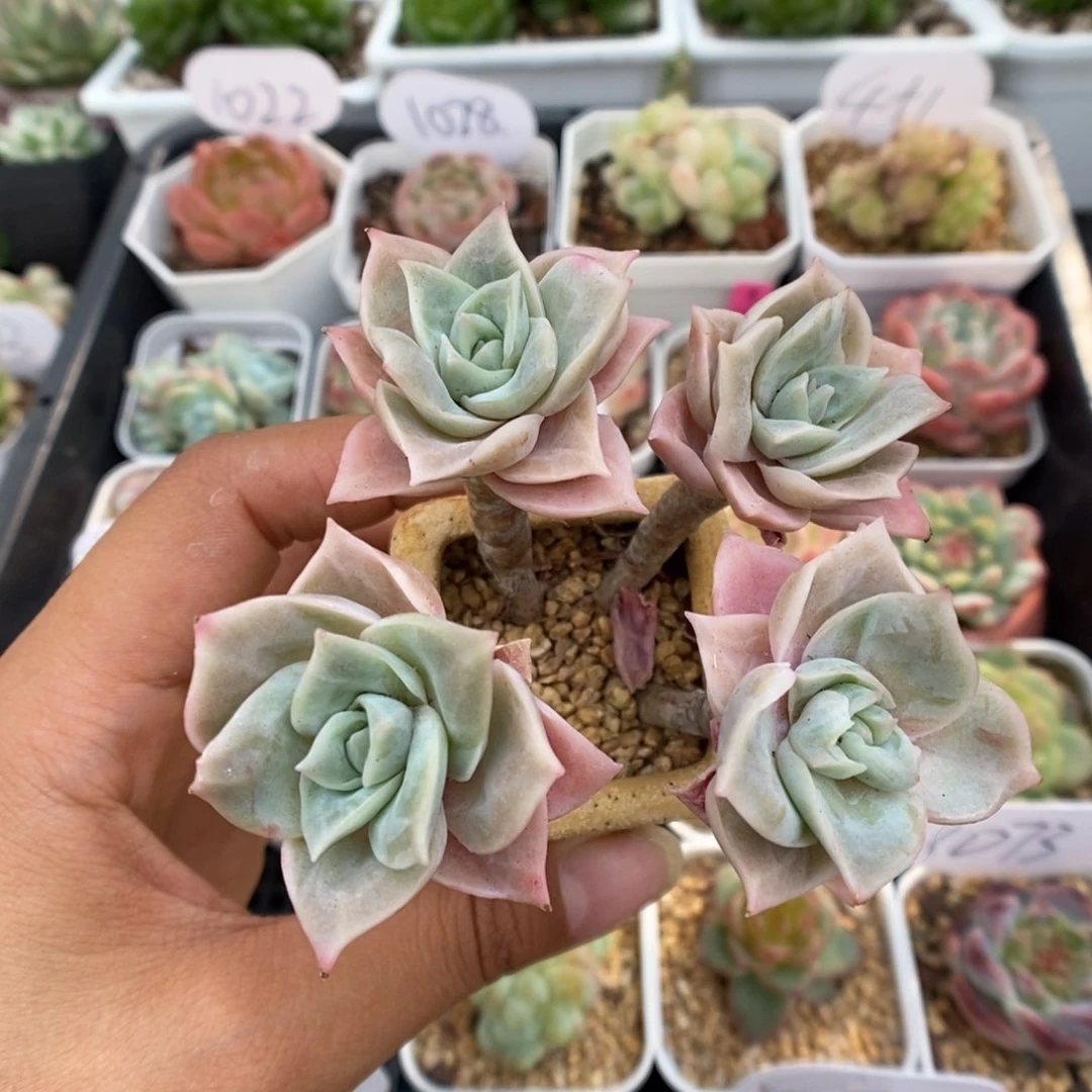 可爱玫瑰可拍整桩四头