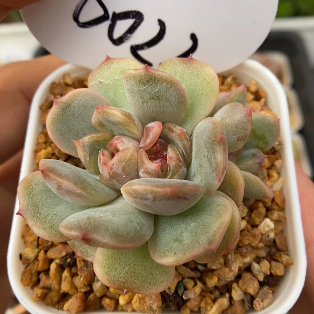 红色恋人朵朵可拍6022号