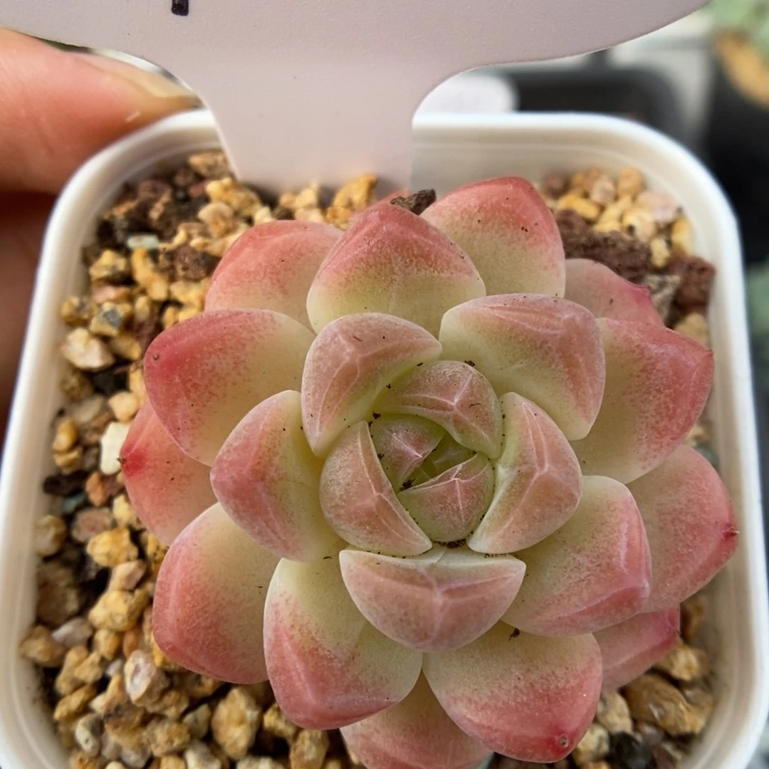 水果糖可拍1072号。