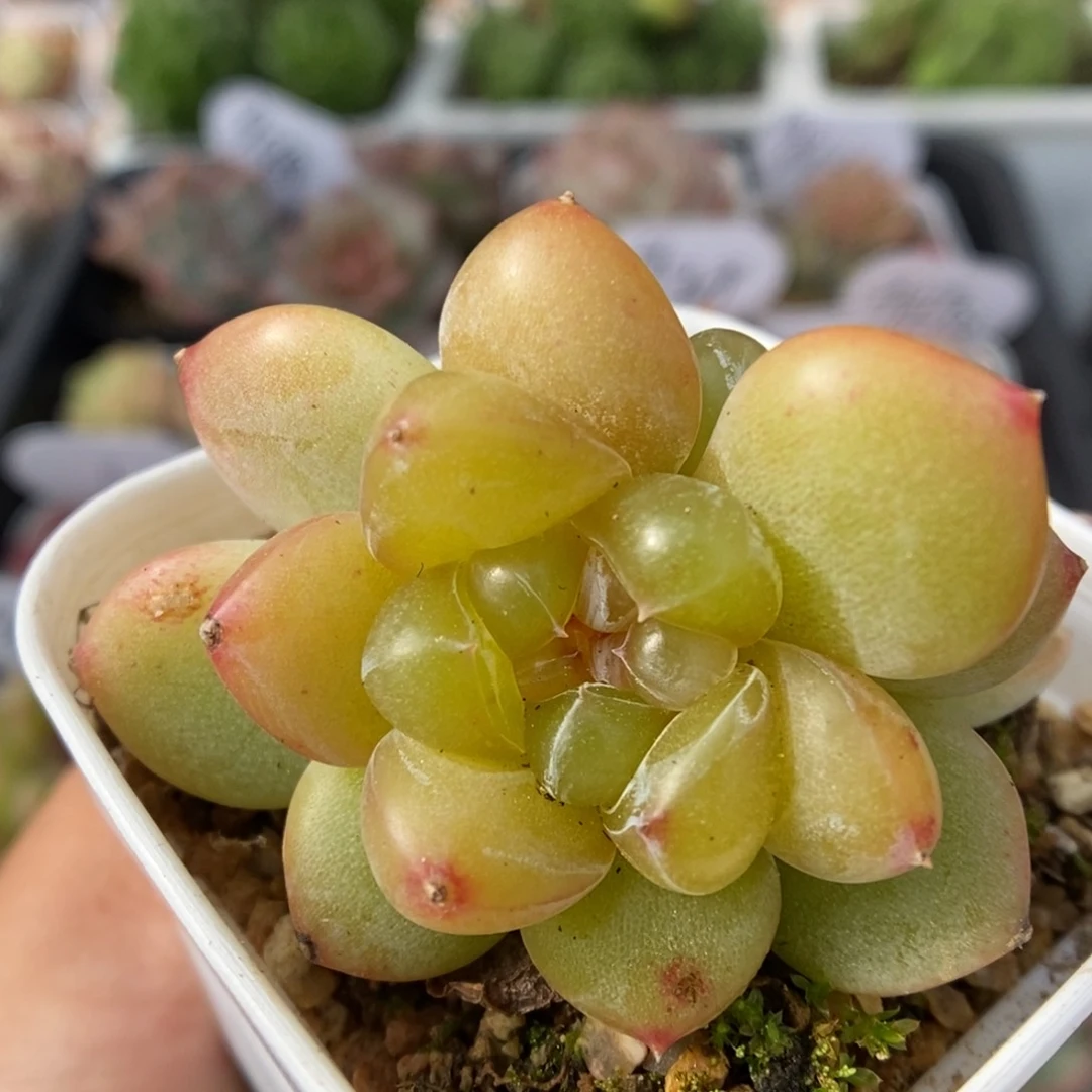 荆棘双头可拍。