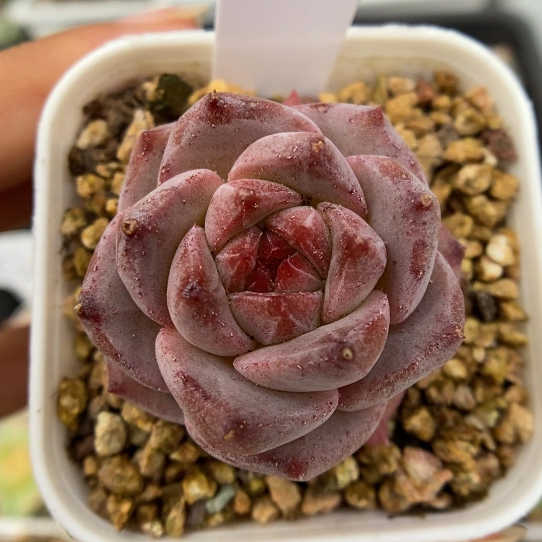 芋泥波波可拍450号。