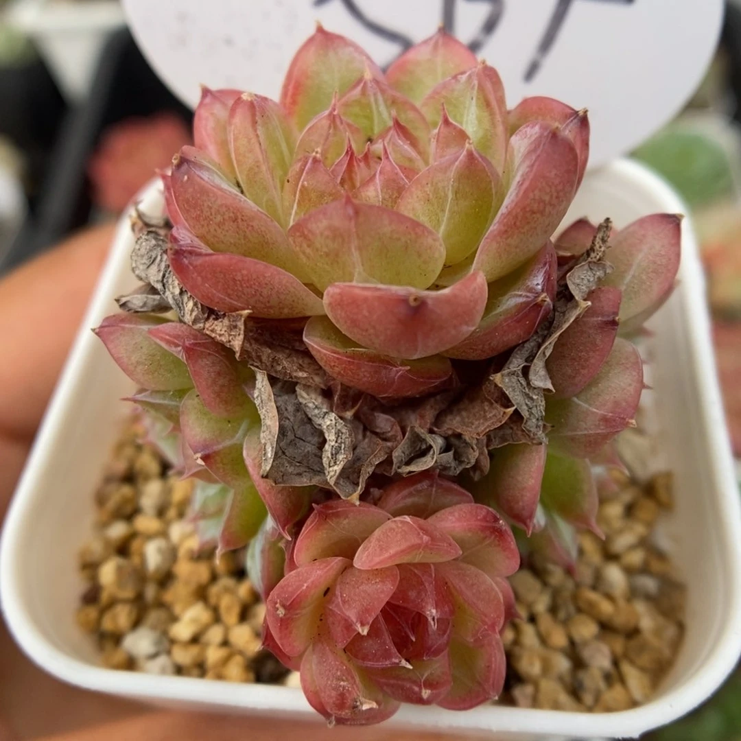 缤纷珍妮手捧可拍564号。