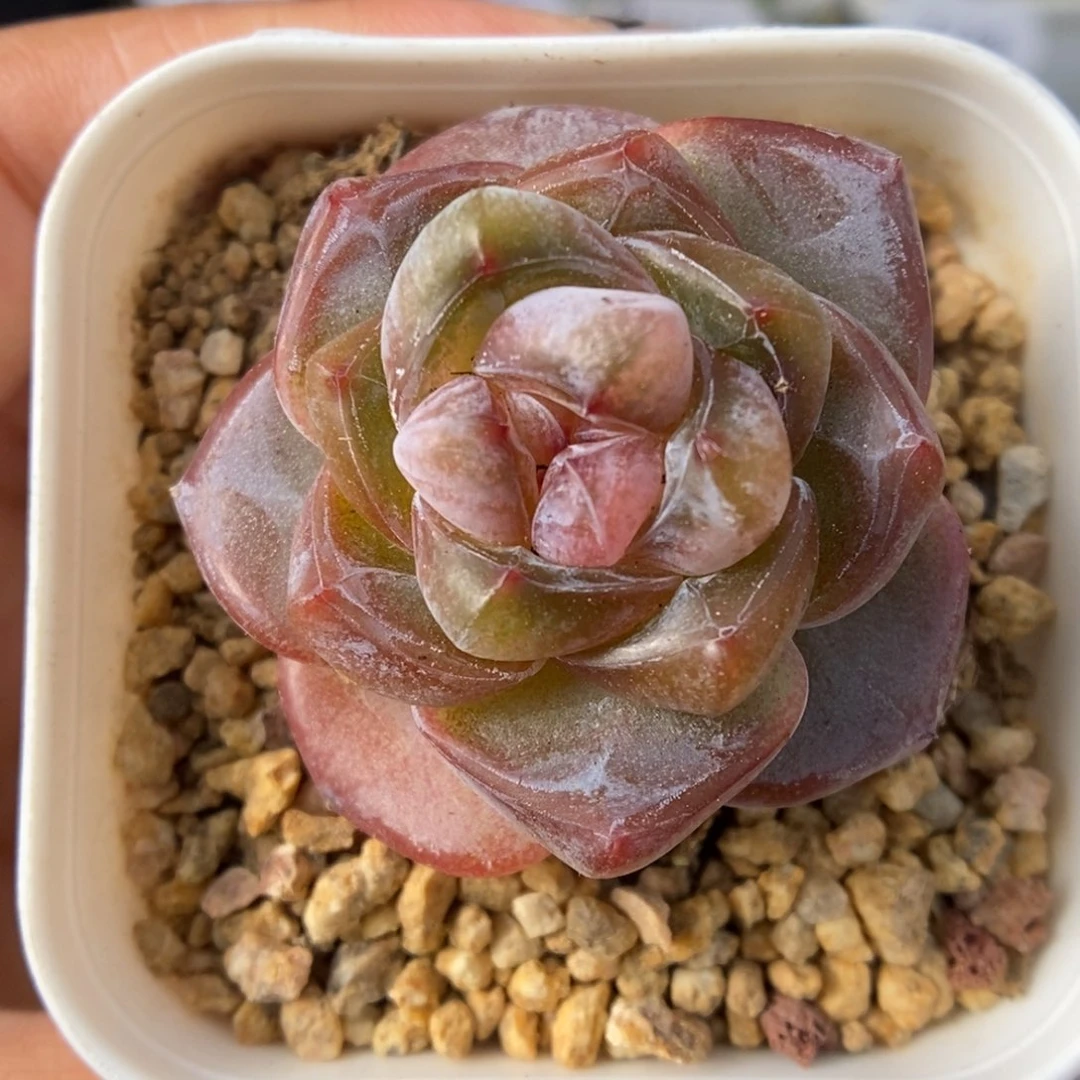 红糖珍妮可拍282号。