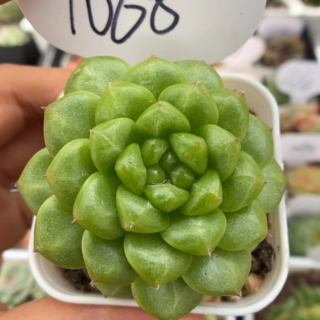 绿妖单头可拍1068号。