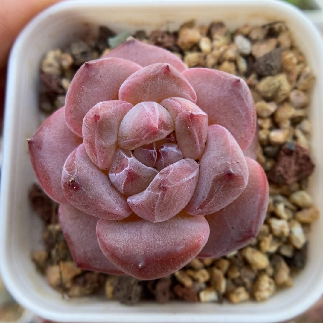 芋泥波波可拍9519号