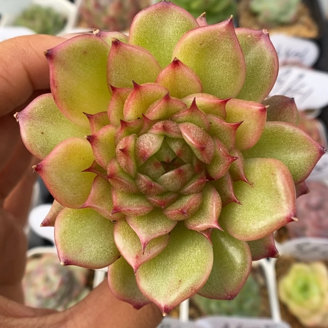 玉玲珑可拍7039号。