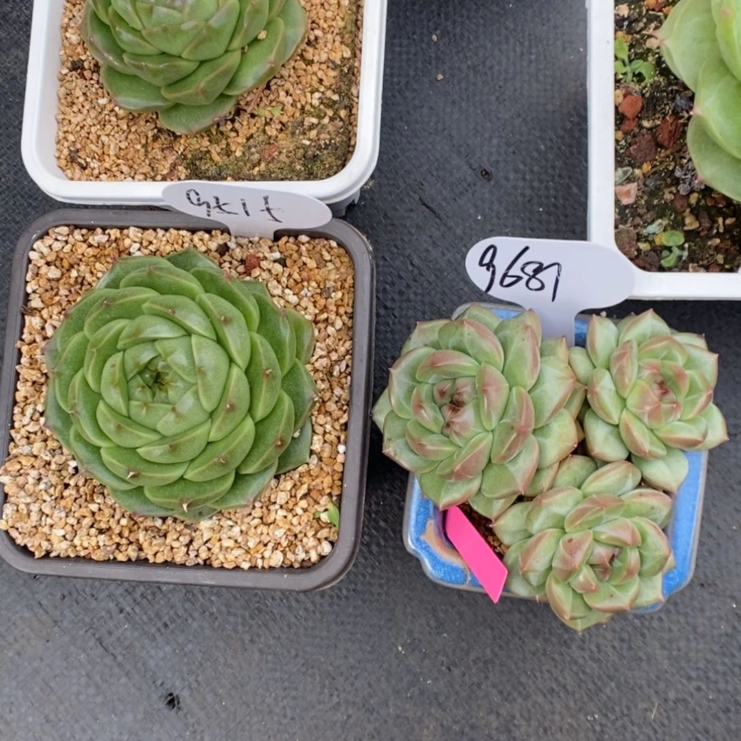 喵****?翡冷翠麦秆 珍妮群可拍9515 9681