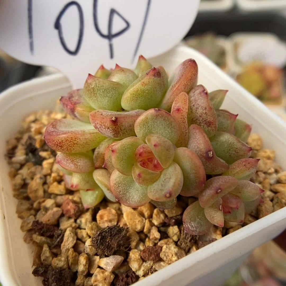 甜心e五头自然群1047号