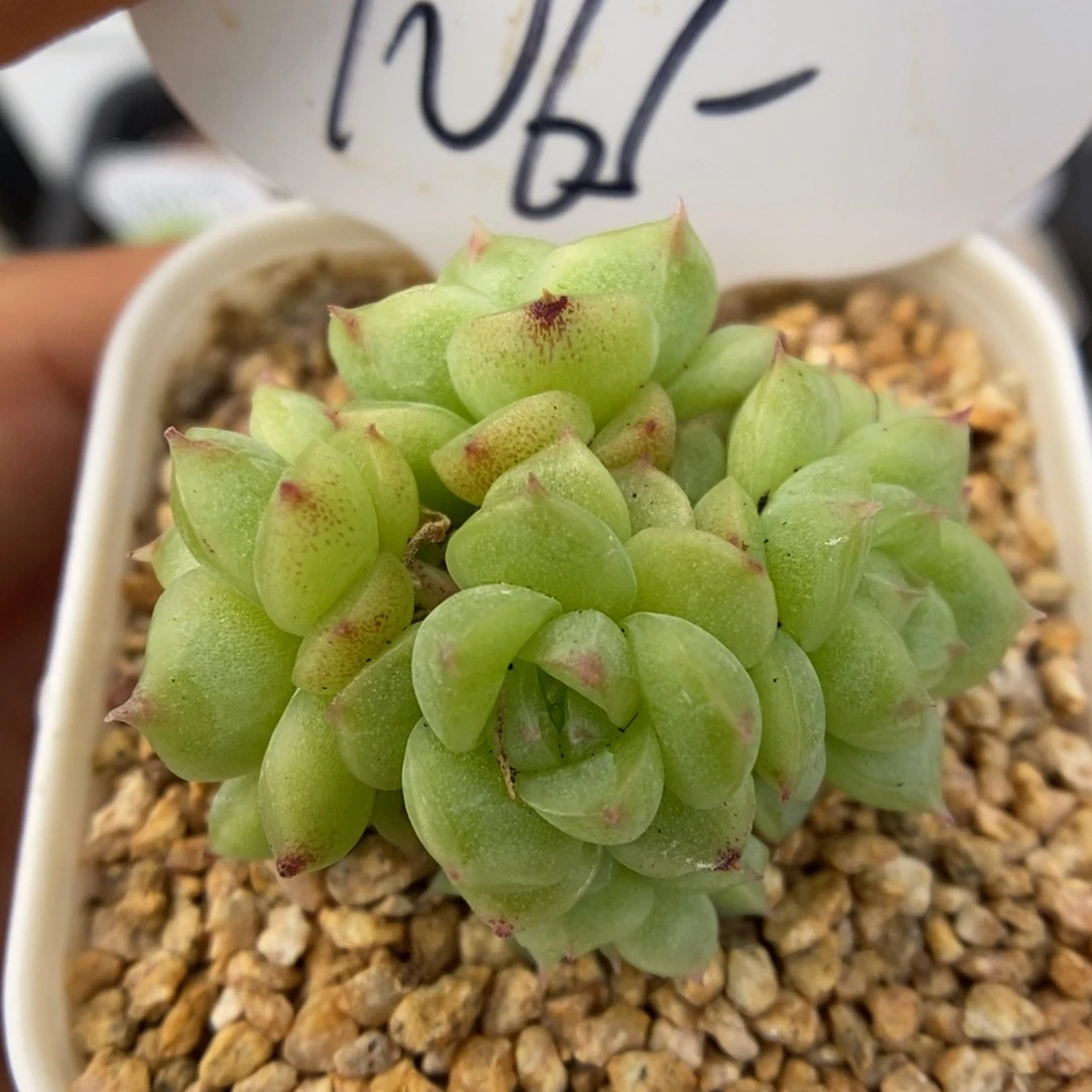 蜜蜡麦秆六头可拍1065号。