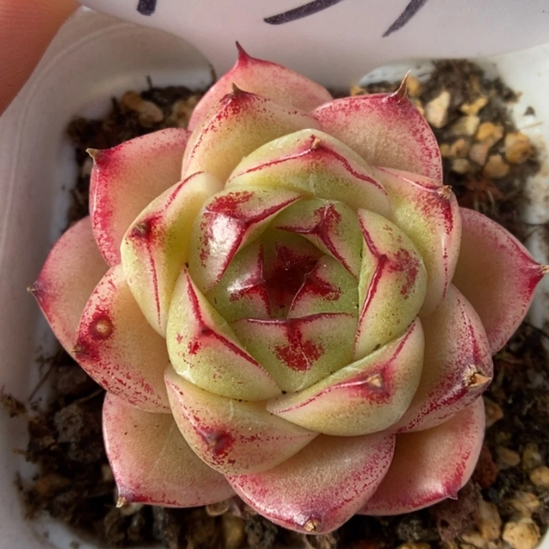 粉油透麦秆可拍7031号