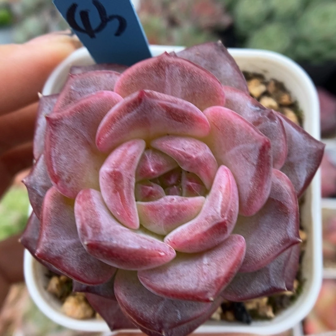 叠叶糖心琥珀可拍。