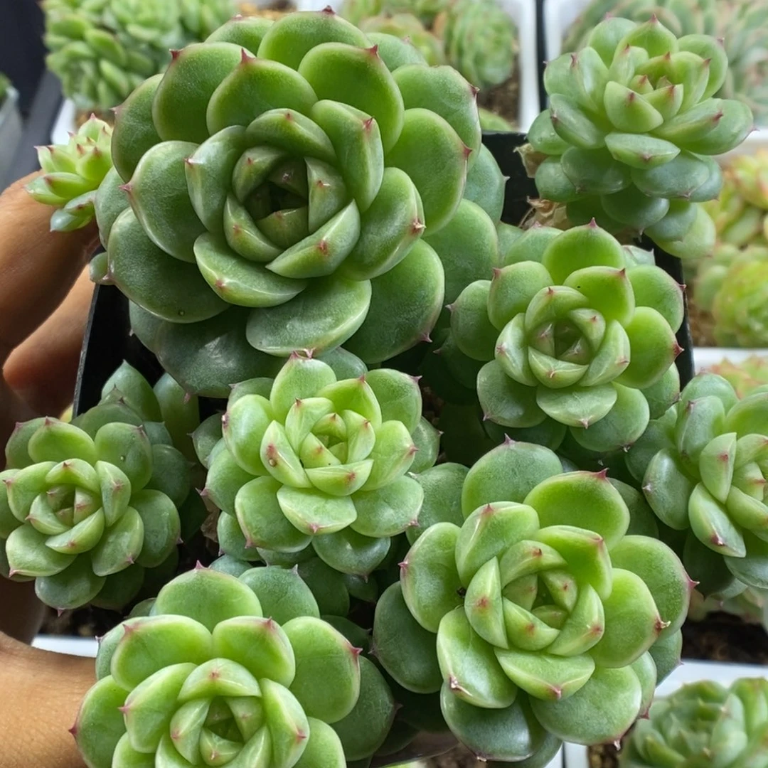 翠玉麦秆群生可拍。