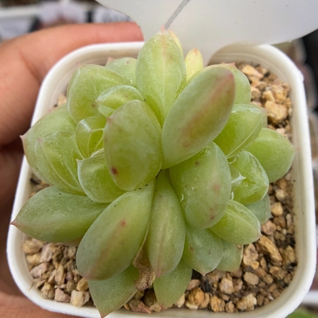 荆棘双头可拍79号。