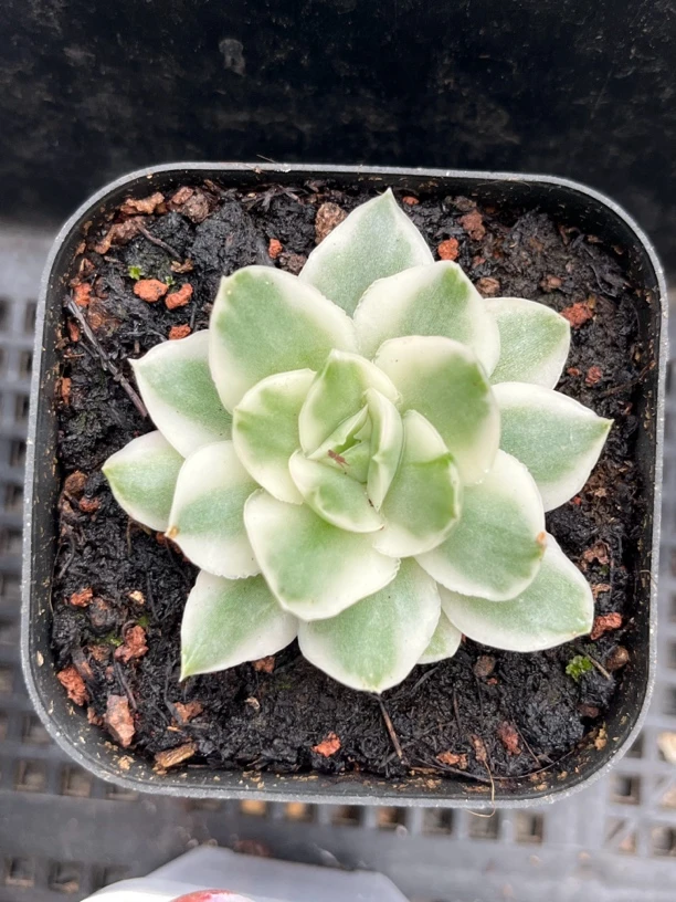 紫蝴蝶锦单头可拍多肉