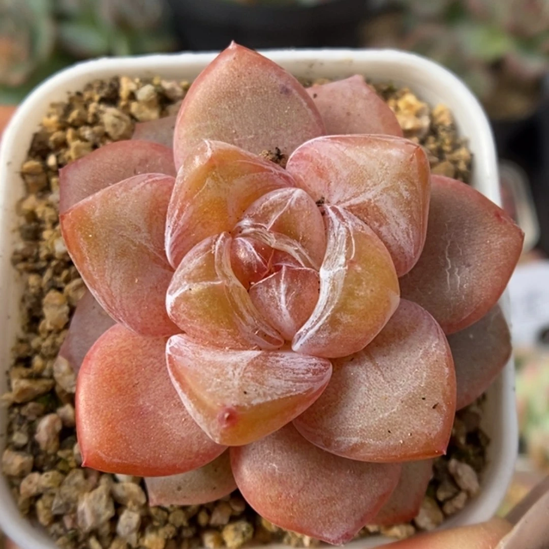 粉钻心珍妮可拍9351号