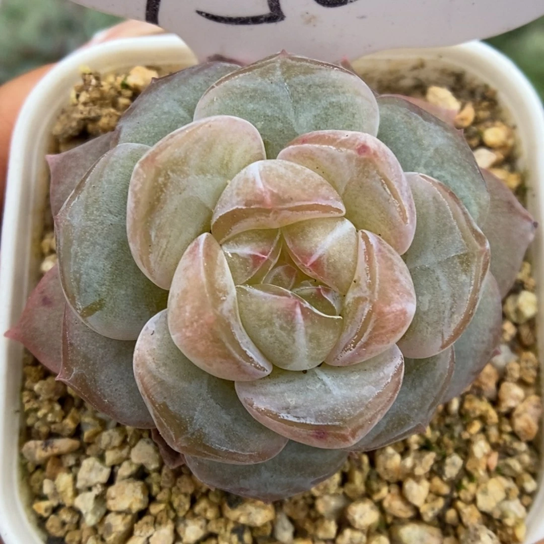 蜜钻可拍9450号。