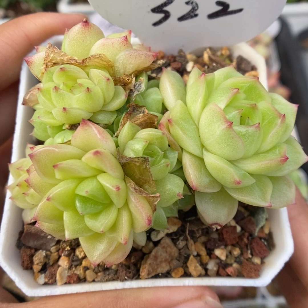 橘柚麦秆群生322号