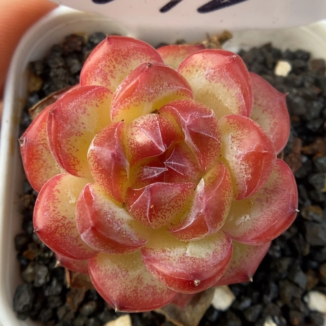 油透珍妮可拍9646号