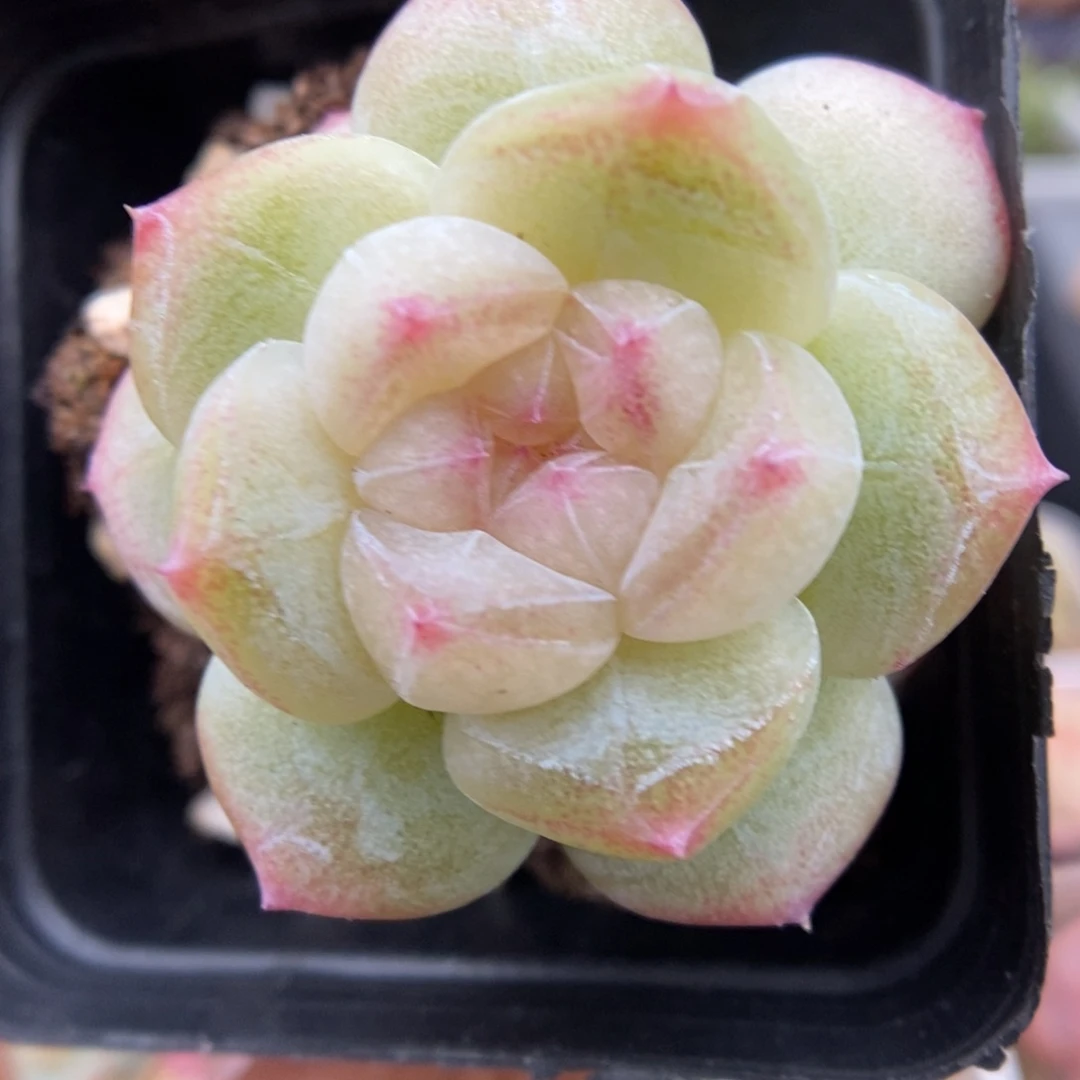 糖心珍妮可拍9633号