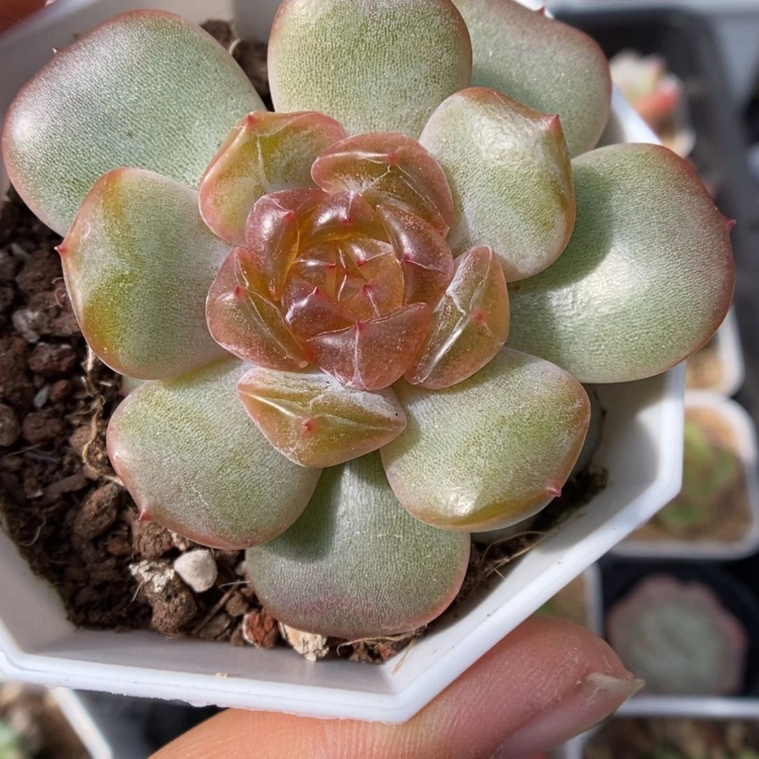 红色恋人可拍41号