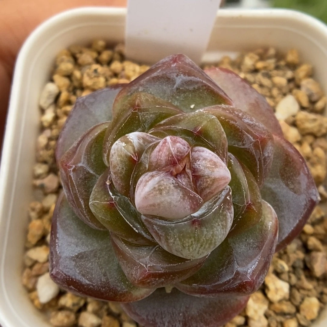 红糖珍妮可拍9359号