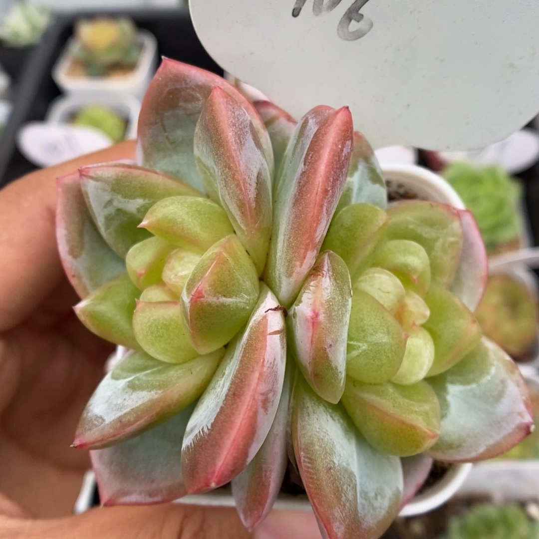 玉簪双头可拍106号。