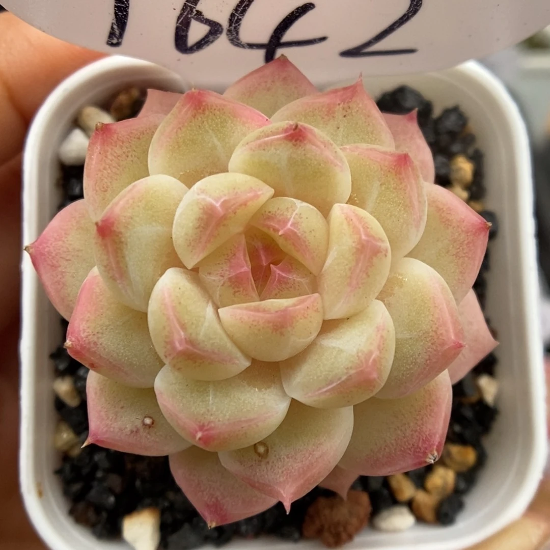 糖心珍妮可拍9642号。