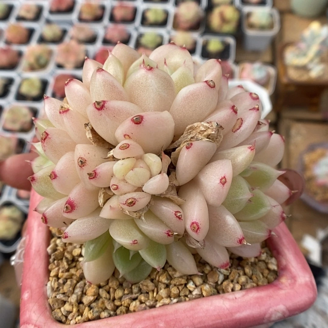 油透麦秆群生可拍