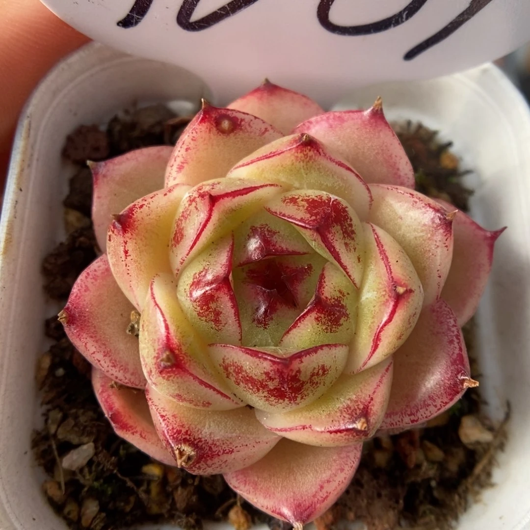 粉油透麦秆可拍9609号