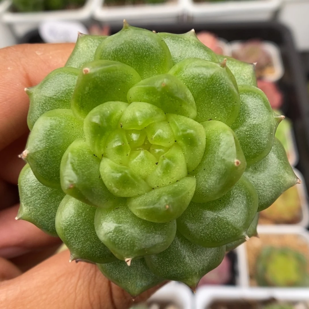 灯泡珍妮可拍327号。
