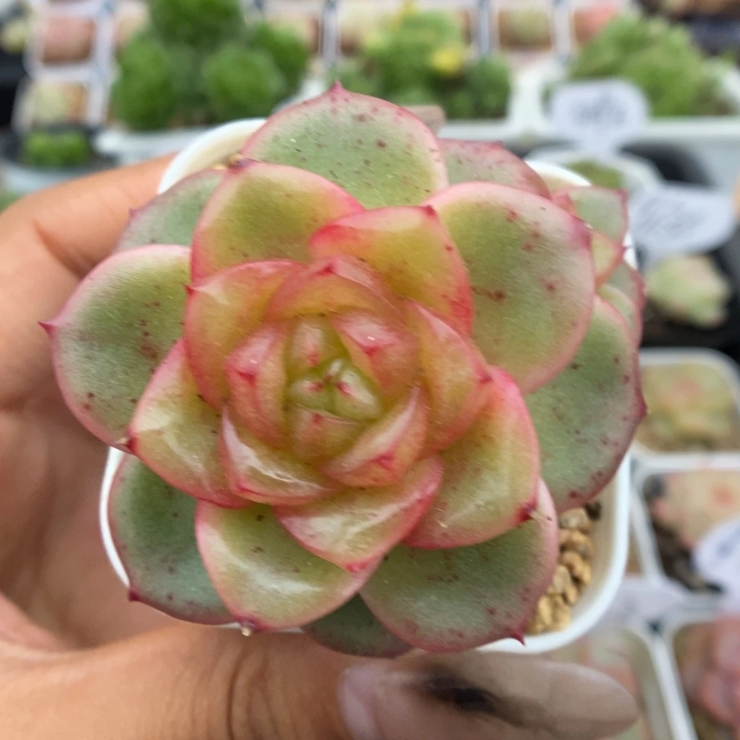 玉芷珍妮双头可拍3539号。