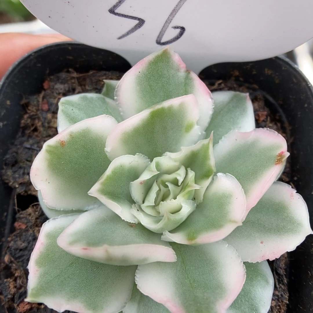 紫蝴蝶锦可拍36号。