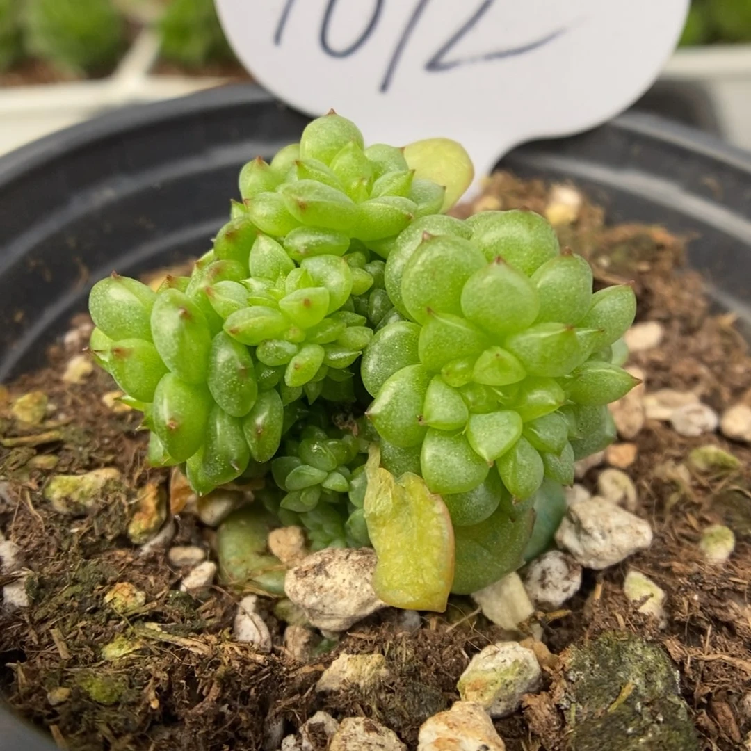 灯泡珍妮缀化可拍1072号