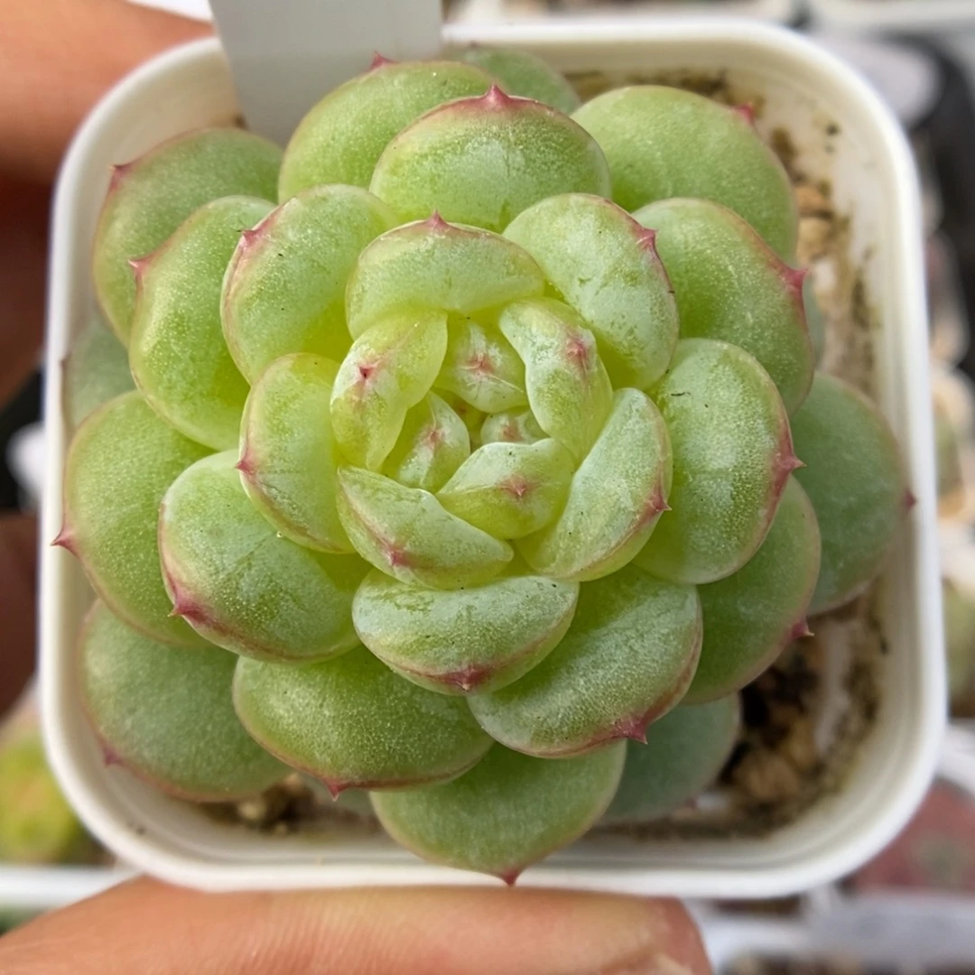 糖心珍妮可拍601号。