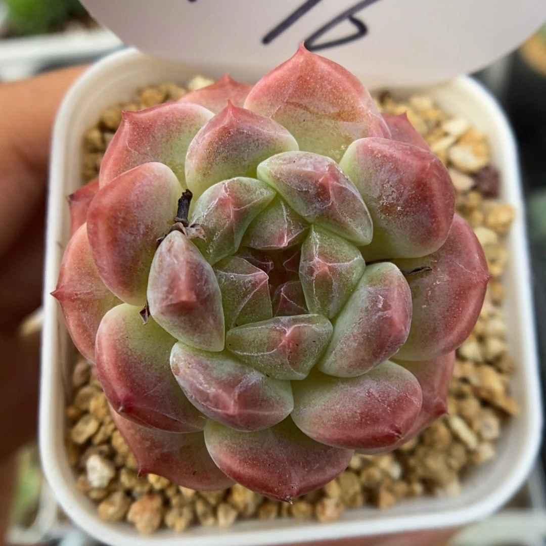 糖心粉魄可拍1096号。
