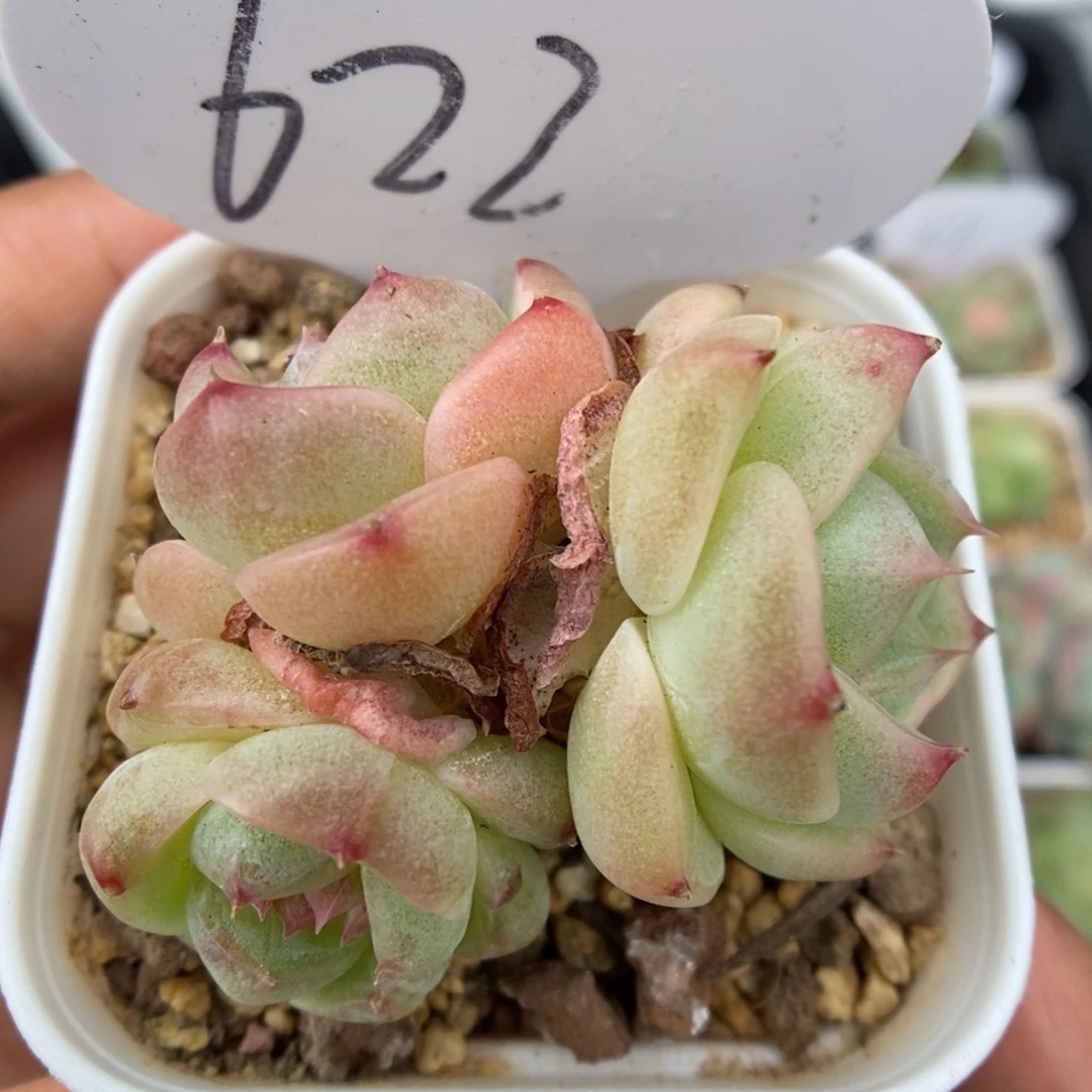 落樱群生可拍622号。