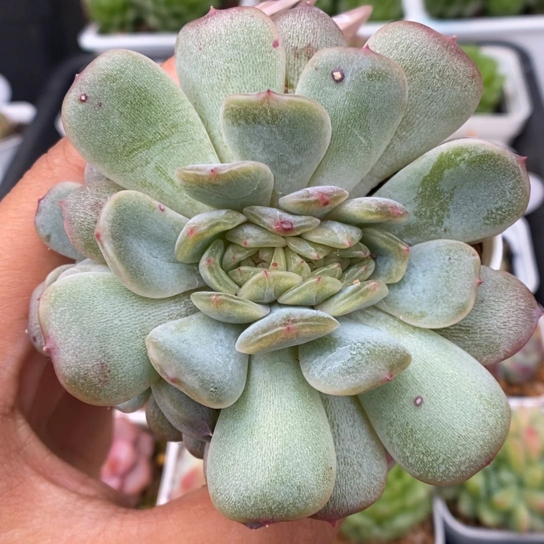 红色恋人缀化可拍9099号。