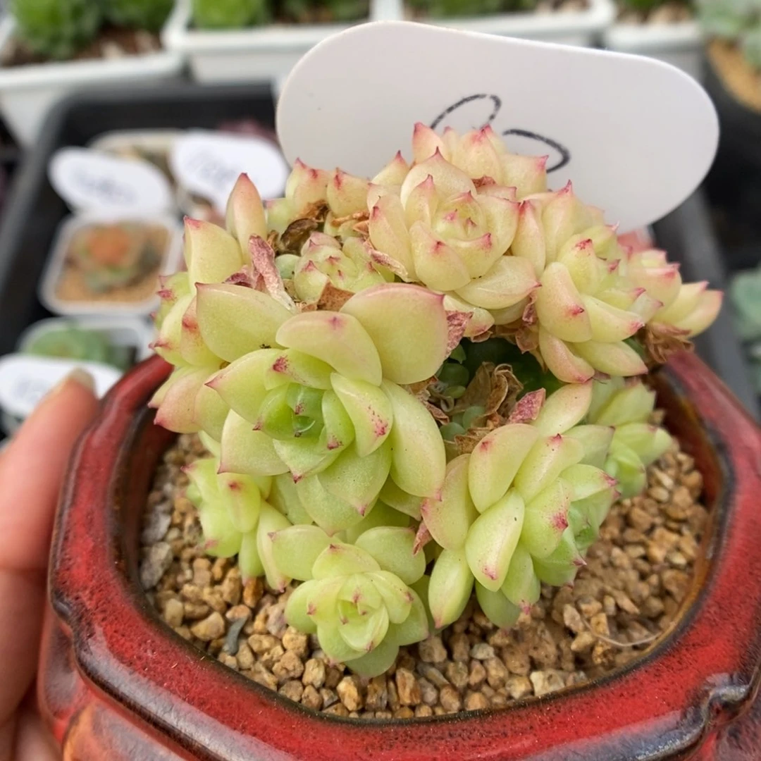 油透麦秆群生82号。