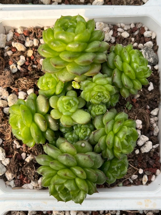 灯泡珍妮潜力股多头群生