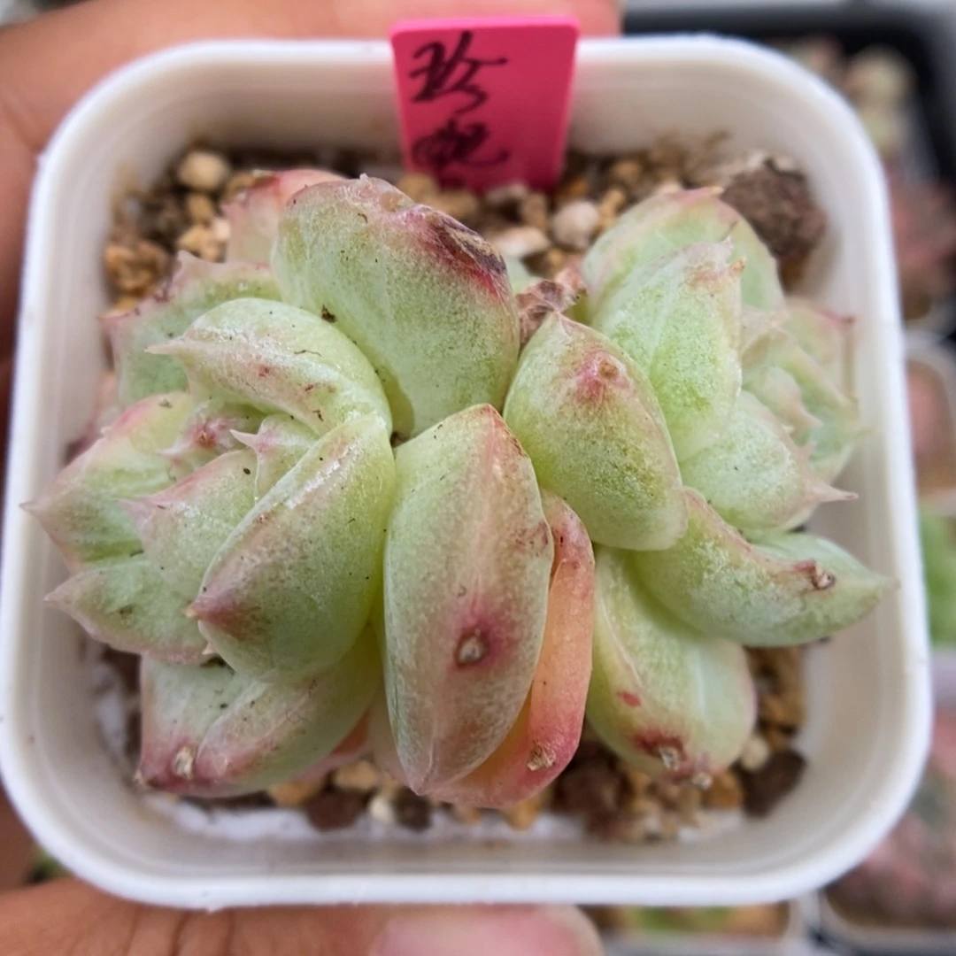 珍妮双头石化可拍。