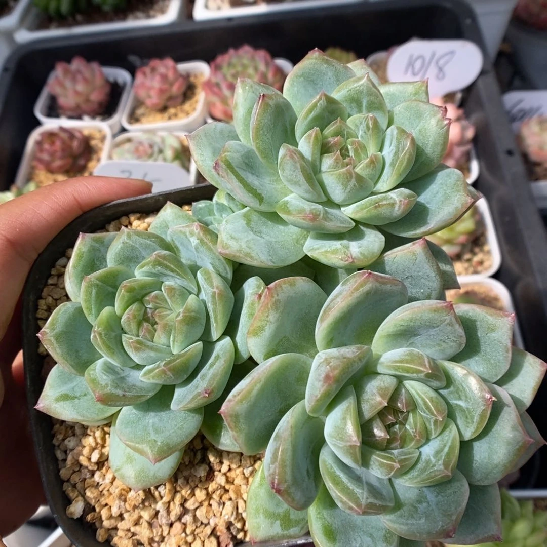 珍妮群生可拍。