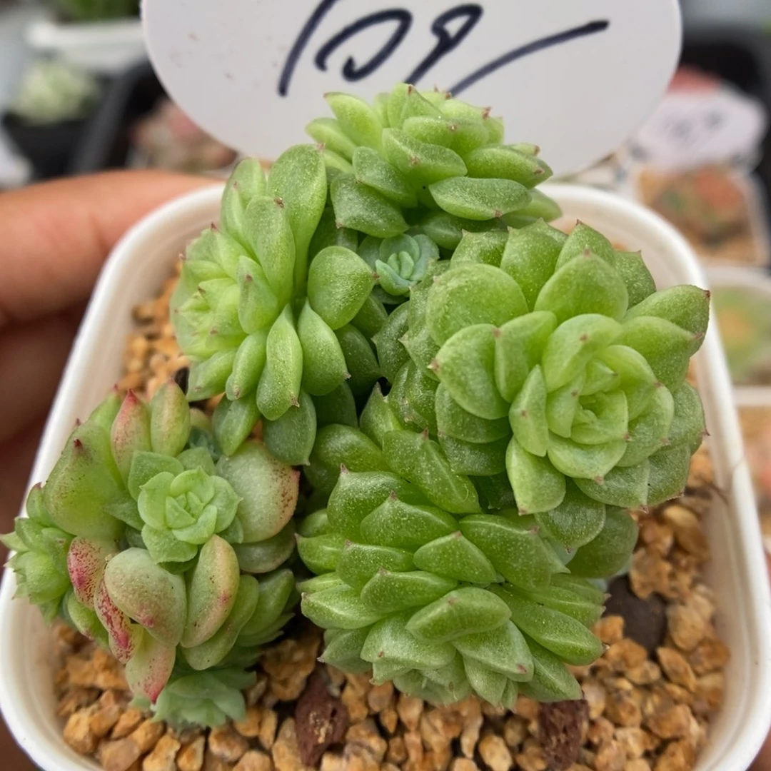 油透麦秆可拍花朵脸1096号