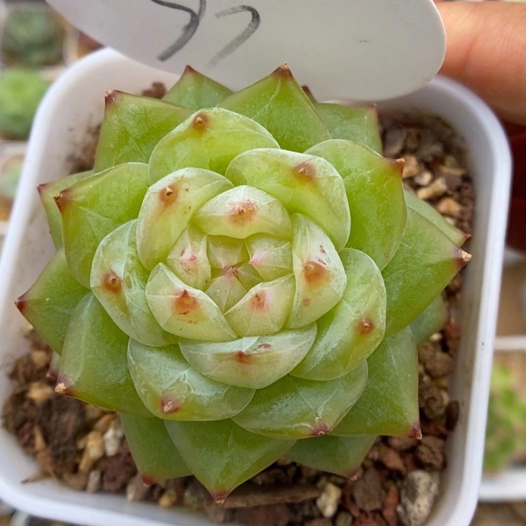 六芒星珍妮可拍91号