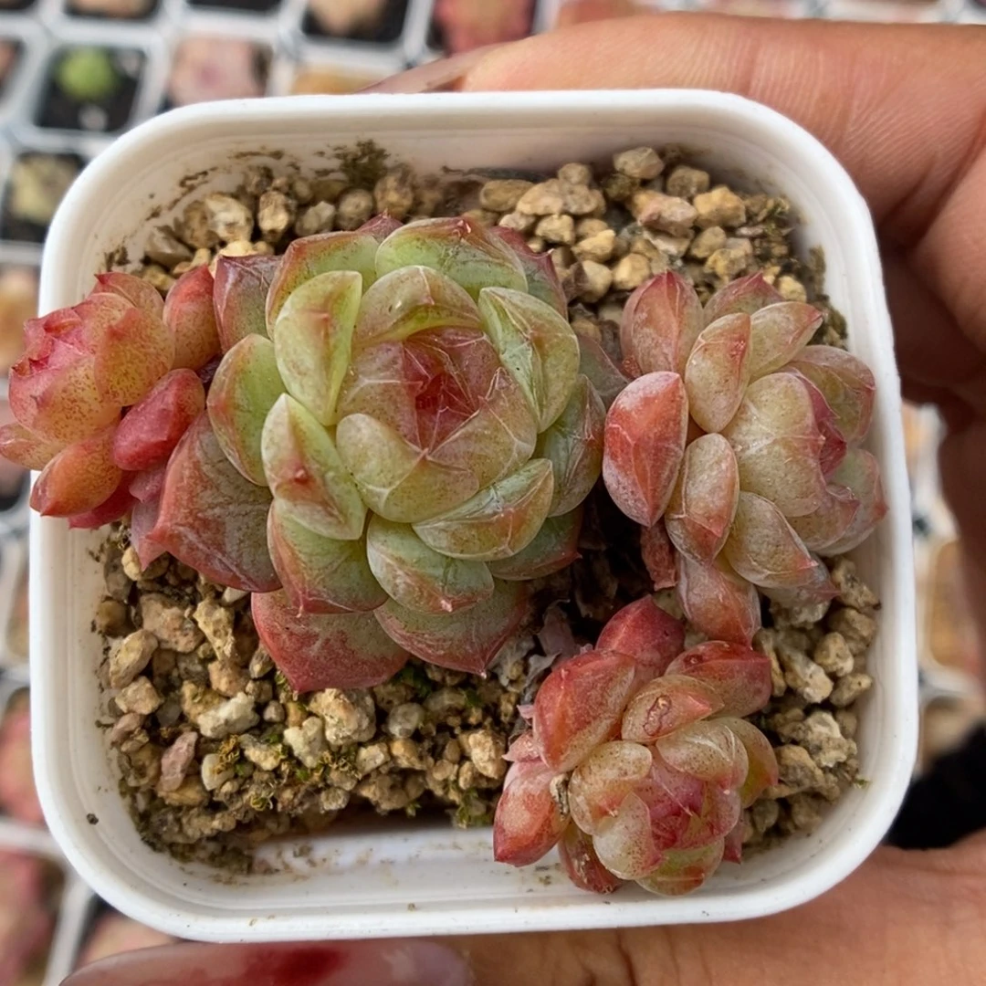 玉珠群生可拍。